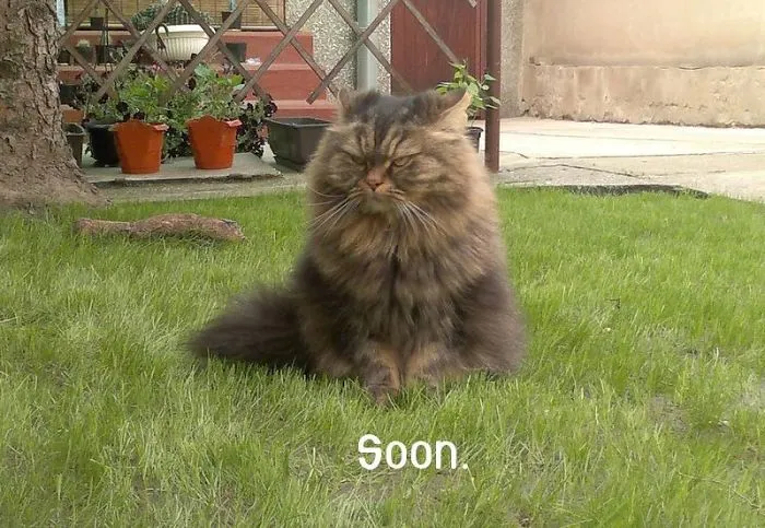 How To Tell If Your Cat's Secretly Planning To Kill You