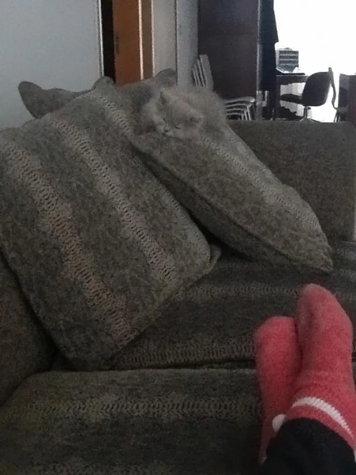 109 Camouflaged Cats That Win At Hide And Seek