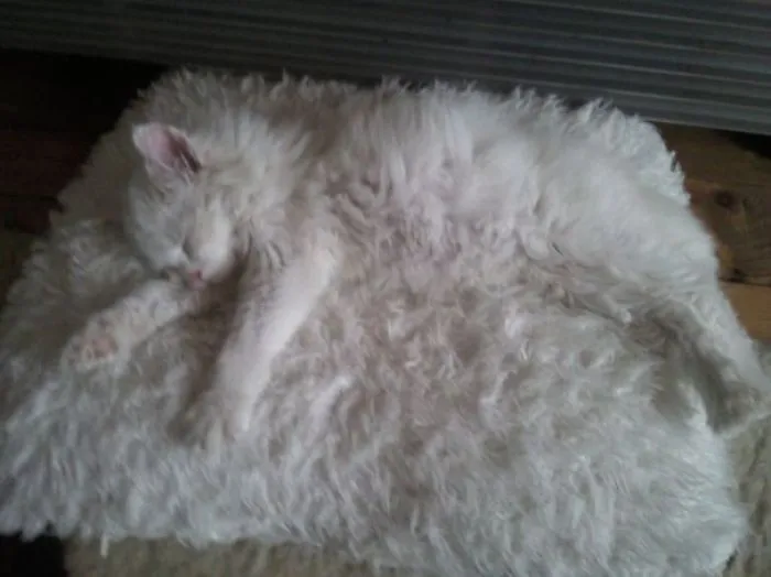 109 Camouflaged Cats That Win At Hide And Seek