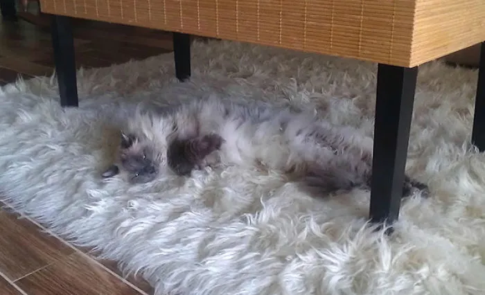 109 Camouflaged Cats That Win At Hide And Seek