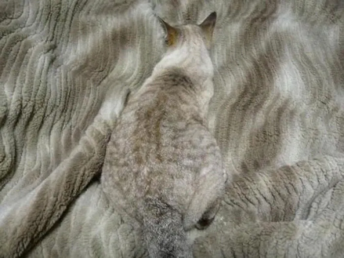 109 Camouflaged Cats That Win At Hide And Seek