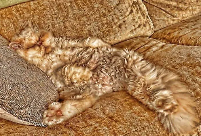109 Camouflaged Cats That Win At Hide And Seek