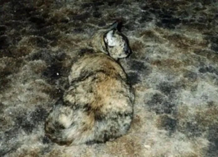 109 Camouflaged Cats That Win At Hide And Seek