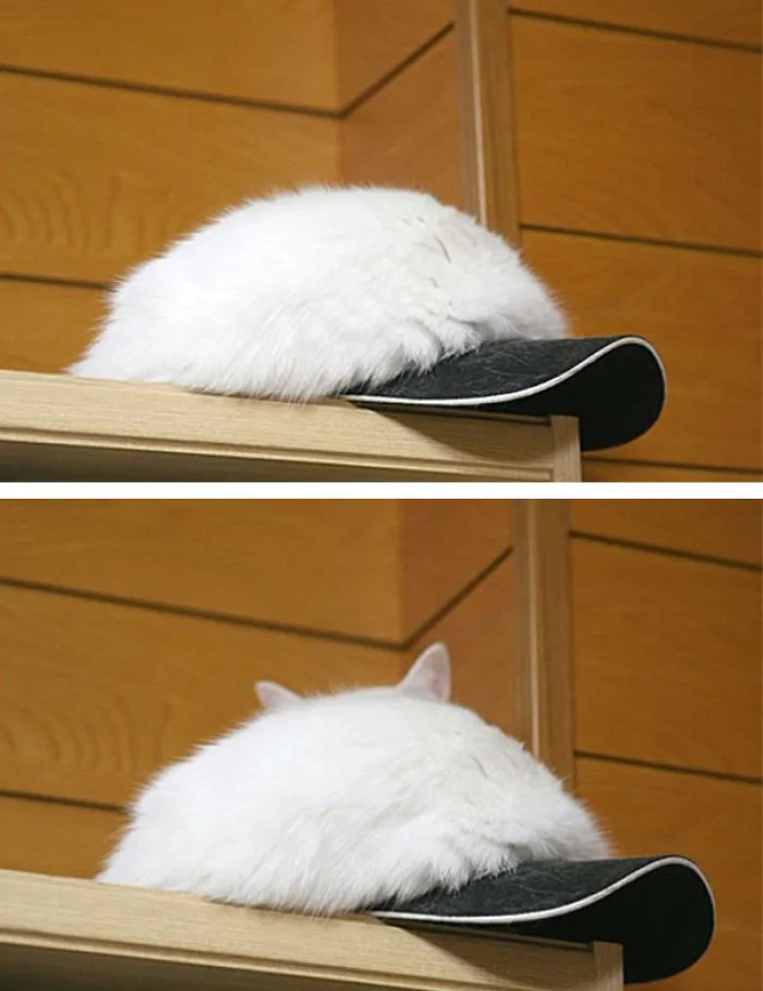 109 Camouflaged Cats That Win At Hide And Seek