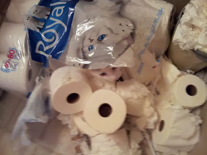 109 Camouflaged Cats That Win At Hide And Seek