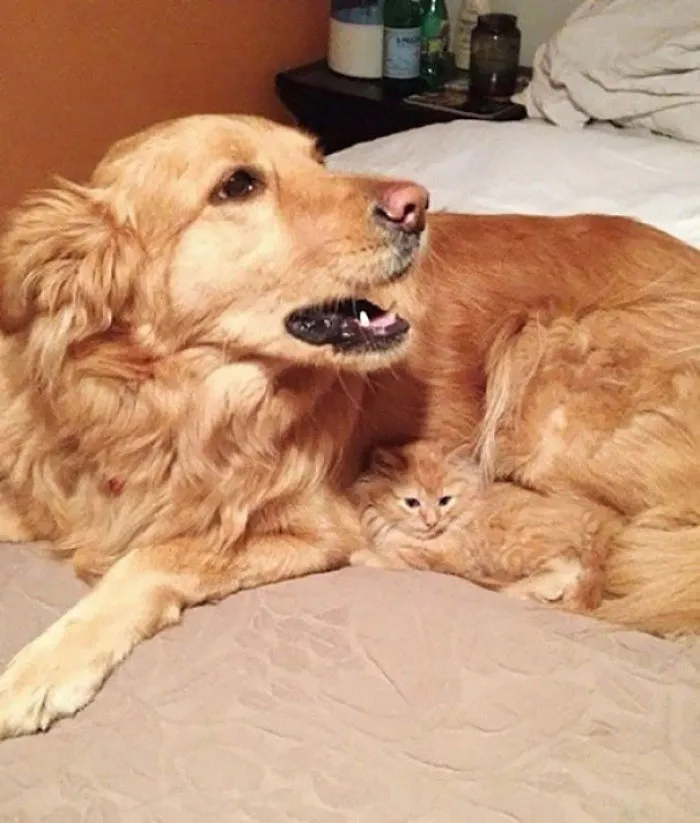 109 Camouflaged Cats That Win At Hide And Seek