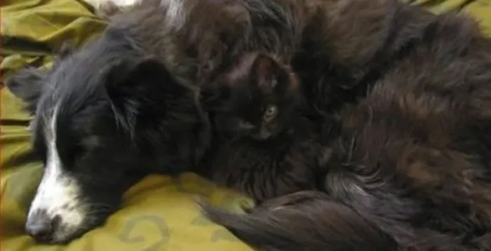 109 Camouflaged Cats That Win At Hide And Seek