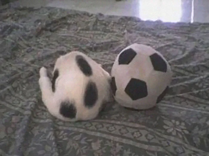 109 Camouflaged Cats That Win At Hide And Seek
