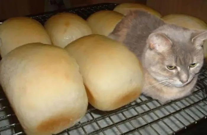 109 Camouflaged Cats That Win At Hide And Seek