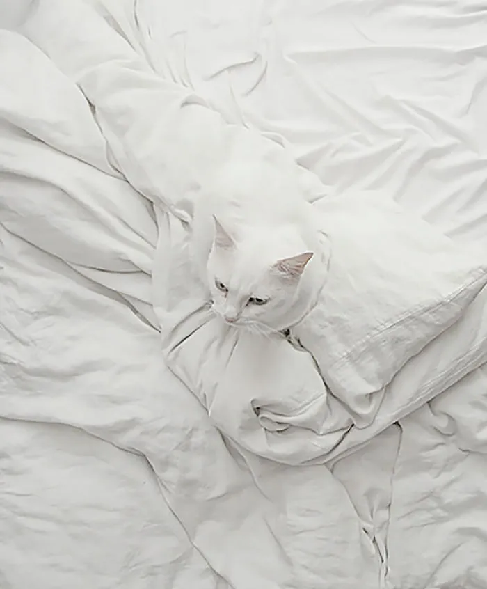 109 Camouflaged Cats That Win At Hide And Seek