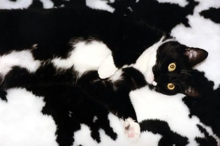 109 Camouflaged Cats That Win At Hide And Seek