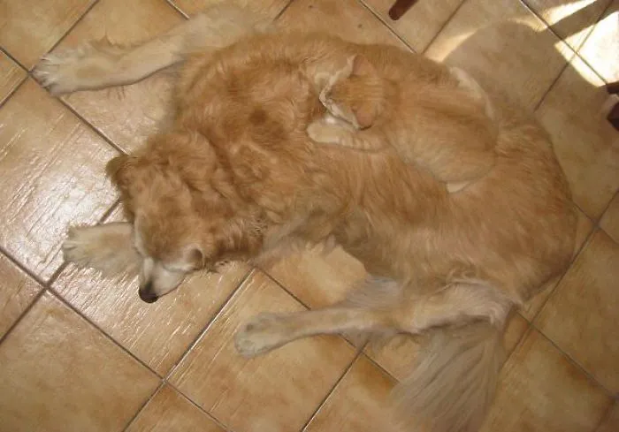 109 Camouflaged Cats That Win At Hide And Seek