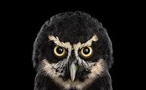 Keepers Of Wisdom: I Explore The Mystical Beauty Of Owls