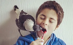 Rescued Magpie Becomes Lifelong Friend With The Family That Saved Her Life