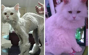 147 Powerful Before & After Pics Show How Rescue Can Change A Cat