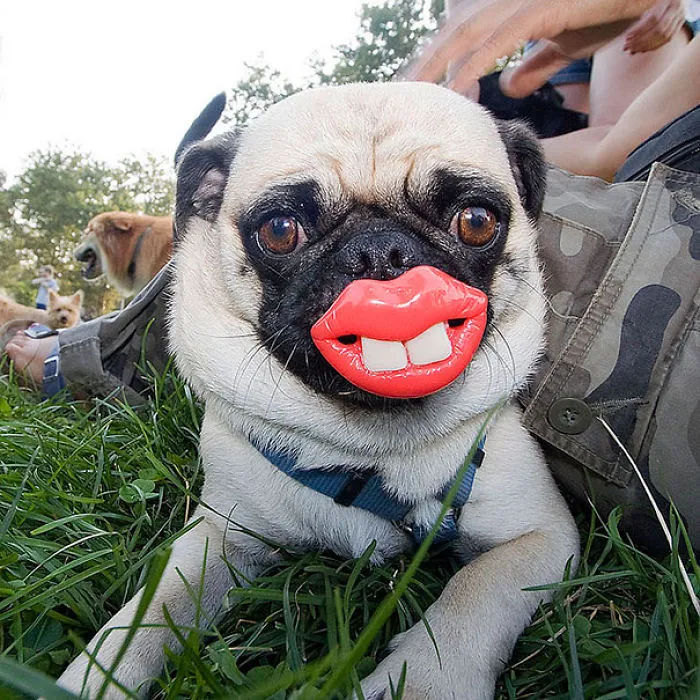 Pug With His Toy