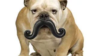 46 Dogs That Have No Idea How Silly They Look With Their Toys