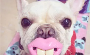 46 Dogs That Have No Idea How Silly They Look With Their Toys