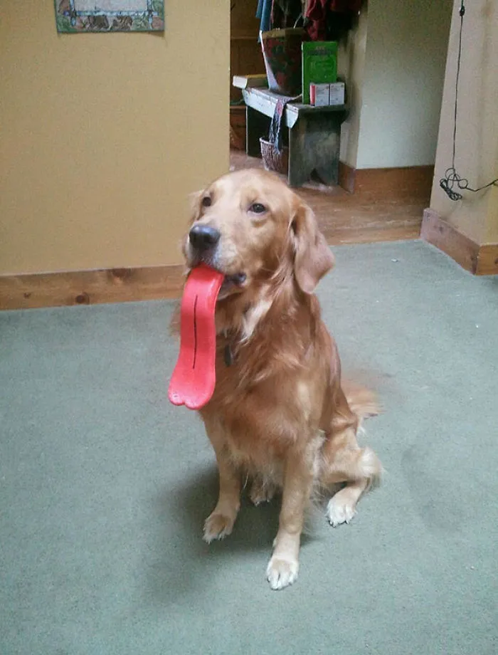 My Sister's Dog Got A New Toy