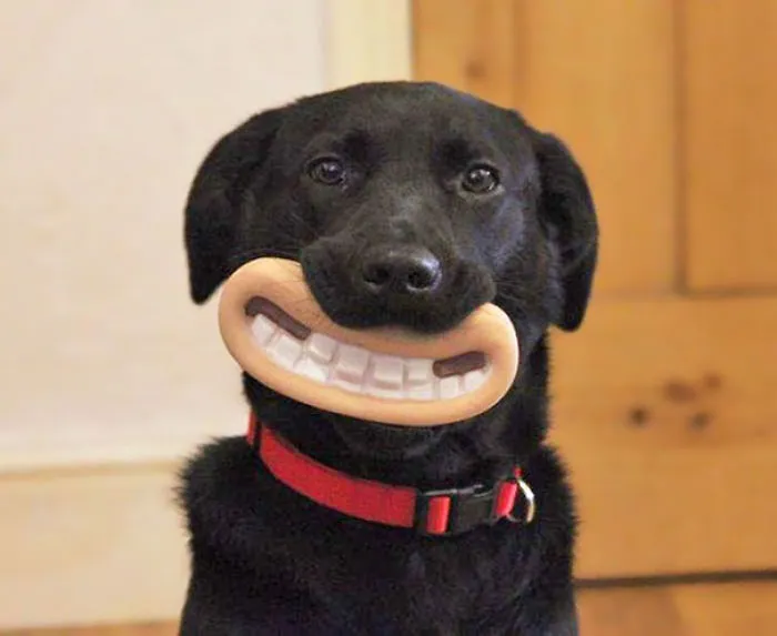 The Greatest Chew Toy Of All Time