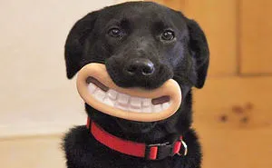 46 Dogs That Have No Idea How Silly They Look With Their Toys