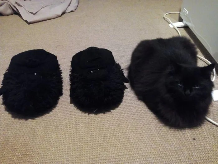 109 Camouflaged Cats That Win At Hide And Seek