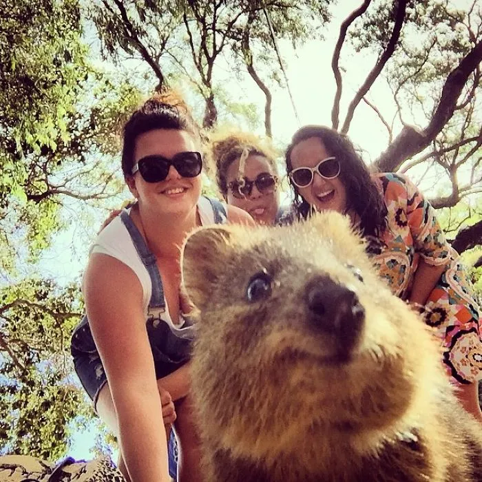 Quokka Selfie