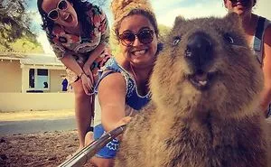 Quokka Selfie Is Cutest Trend In Australia Right Now