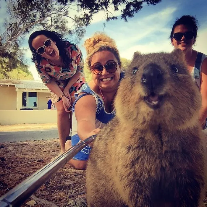 Quokka Selfie