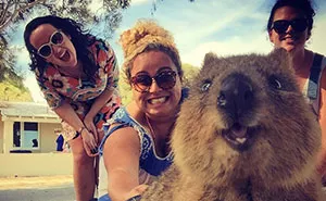 Quokka Selfie Is Cutest Trend In Australia Right Now