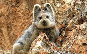 This Rare 'Magic Rabbit' Was Spotted For The First Time In 20 Years And It May Soon Be Lost Forever