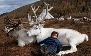 The Everyday Life Of Reindeer People Living In Mongolia
