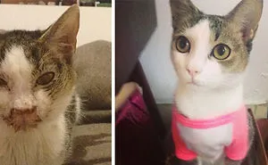 147 Powerful Before & After Pics Show How Rescue Can Change A Cat