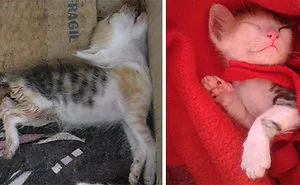 147 Powerful Before & After Pics Show How Rescue Can Change A Cat