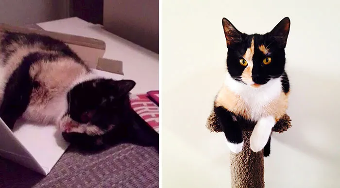 Eleanor Was Found In The Dumpster Severely Injured. Now She Is A Happy House Cat