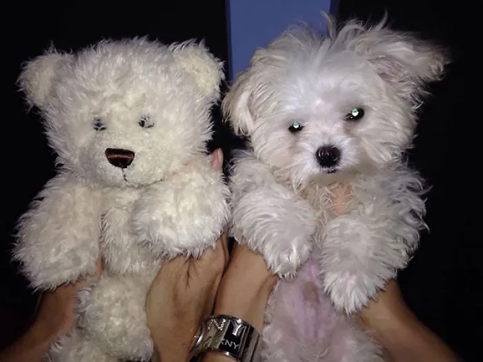 Who Is Snowy?
