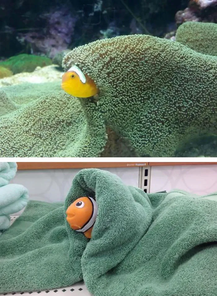 Fish