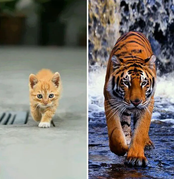 Different Sizes, Same Attitude