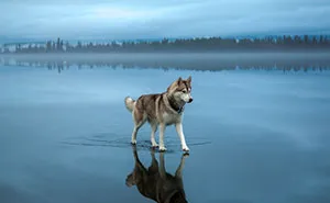 Magical Photos Of Siberian Huskies Playing On A Mirror-Like Frozen Lake In Russia's Arctic Region