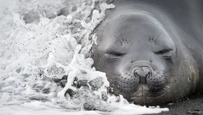A Wave Strikes An Elephant Seal Pup, South Georgia Island