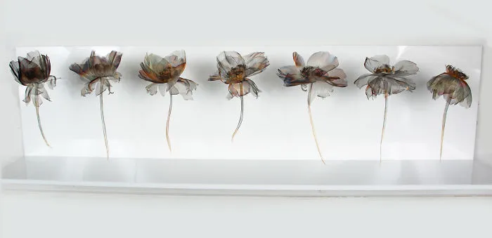 "held" - Specimen Shelf Anenomes