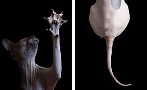I Photograph Hairless Sphynx Cats To Explore Their Odd Beauty