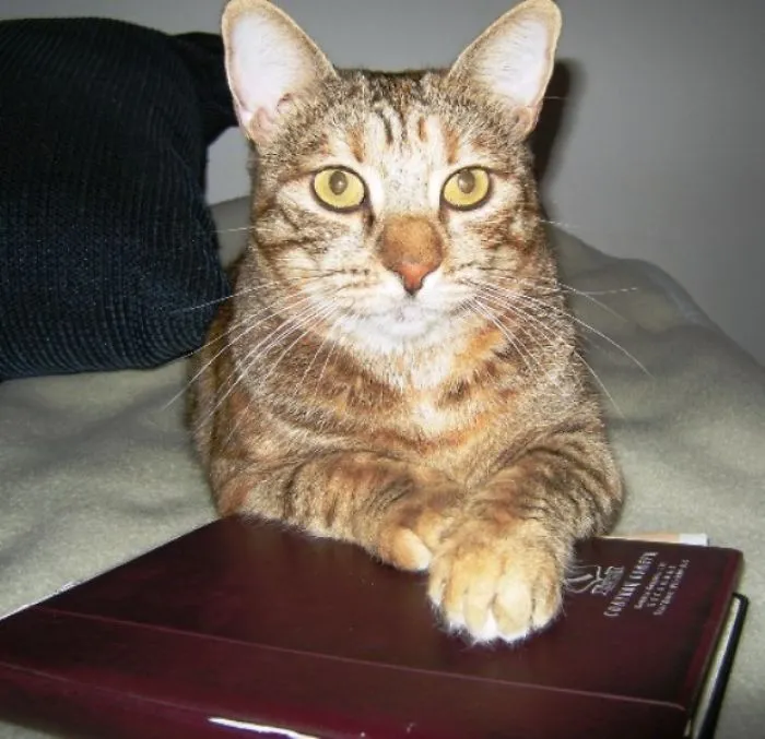 You Want The Book? First To Talk