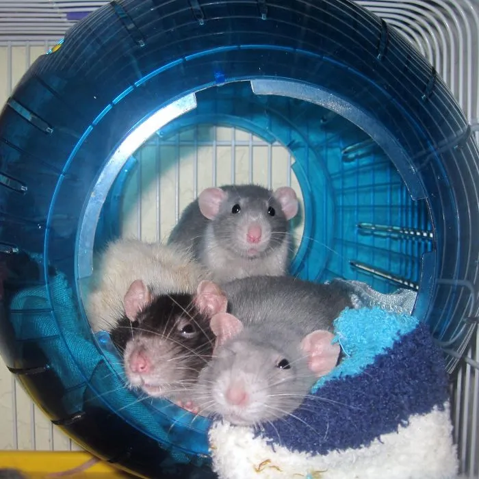 202 Adorable Rat Pics Proving That They Can Be The Cutest Pets Ever