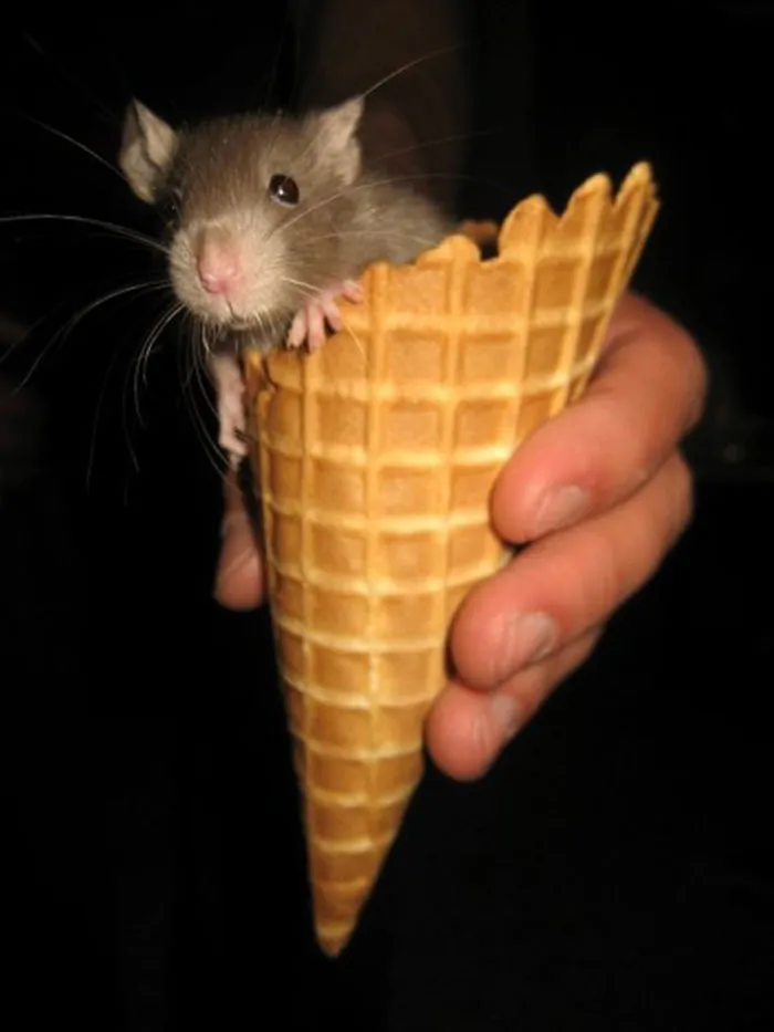 202 Adorable Rat Pics Proving That They Can Be The Cutest Pets Ever