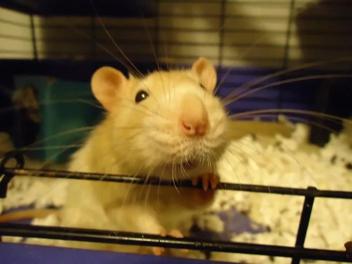 202 Adorable Rat Pics Proving That They Can Be The Cutest Pets Ever