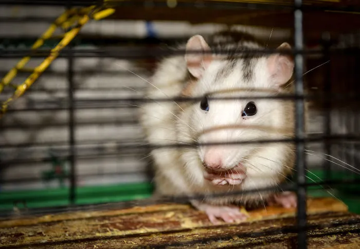 202 Adorable Rat Pics Proving That They Can Be The Cutest Pets Ever