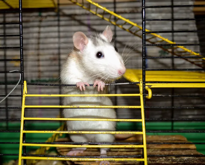 202 Adorable Rat Pics Proving That They Can Be The Cutest Pets Ever