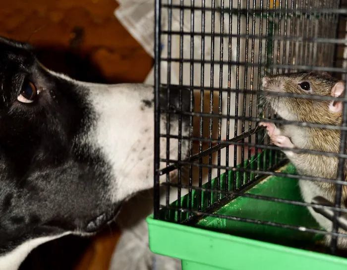 202 Adorable Rat Pics Proving That They Can Be The Cutest Pets Ever