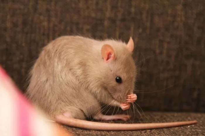 202 Adorable Rat Pics Proving That They Can Be The Cutest Pets Ever